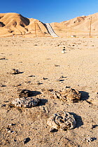 Cow dung on grazing land laid bare by drought with a pipeline on the California aquaduct. The aquaduct brings water from snowmelt in the Sierra Nevada mountains to famrland in the Central Valley. Cali...