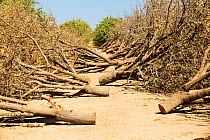 Almond (Prunus amygdalus) groves chopped down as there is no longer water available to irrigate them during the 2011-17 California drought. Wasco, Central Valley, California, USA, September 2014