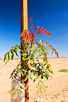 Fruit tree planted during drought which lasted between 2012-2017. Wasco, California, USA, September.