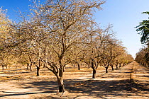 Dead and dying Almond trees in Almond groves in Wasco in the Central Valley of California after the irrigation water ran out following the four year long drought in the Western USA. 80% of the world's...