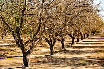 Dead and dying Almond trees in Almond groves in Wasco in the Central Valley of California after the irrigation water ran out following the four year long drought in the Western USA. 80% of the world's...