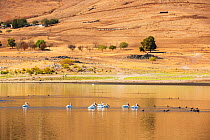 American white pelicans (Pelecanus erythrorhynchos) at Lake Success near Porterville, Bakersfield which is at 7% capacity during severe drought, California, USA, October 2014.