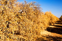 Dying Orange trees that no longer have water to irrigate them during severe drought, near Bakersfield, California, USA, October 2014