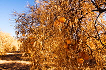 Dying Orange trees that no longer have water to irrigate them during severe drought, near Bakersfield, California, USA, October 2014