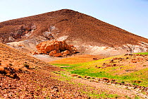 Barley growing during drought, near Berber village in the Anti Atlas mountains of Morocco, North Africa. April 2012. In recent years, rainfall totals have reduced by around 75% as a result of climate...
