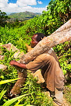 Men carrying timber illegally logged off the Zomba Plateau, Malawi. March 2015.