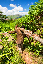 Men carrying timber illegally logged off the Zomba Plateau, Malawi. March 2015.