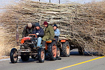 Chinese farmers hauling a  huge wide load of wood using a tiny tractor in Heilongjiang province, Northern China. March 2009.