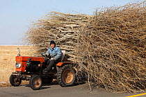 Chinese farmers hauling a huge wide load of wood using a tiny tractor in Heilongjiang province, Northern China. March 2009.
