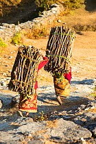 Women carrying heavy loads of fire wood, Annapurna, Himalayas, Nepal, December 2012.