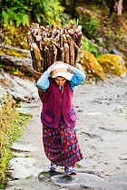 Elderly woman carrying heavy load of firewood, Annapurna, Himalayas, Nepal. January 2013.