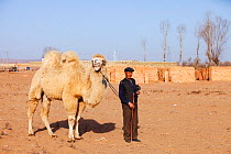 Mongolian man leads his camel across what was the former lake bed during severe drought, Inner Mongolia, China, March 2009.