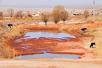 Village water supply runs dangerously low during severe drought, with cows grazing nearby, Shanxi Province, China. March 2009.