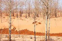 Desertification in Shanxi Province during severe drought, China. March 2009
