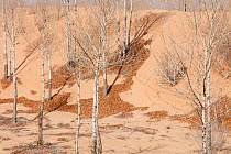 Desertification in Shanxi Province during severe drought, China. March 2009.