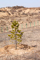 Tree planted to prevent desertification during severe drought, Inner Mongolia, China. March 2009.