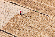Aerial view of farmers working in fields during severe drought, Shanxi province, China. March 2009.