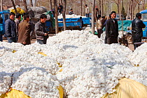 Harvested cotton bundles, this crop needs large quantities of water. This image was taken during a very severe drought causing a reduction in crop yields. Northern China. March 2009.