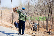 Tree planting to prevent desertification during severe drought. Inner Mongolia, China. March 2009.