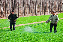 Women wearing no protection, spraying pesticide onto wheat crops near Hangang, northern China, March 2009