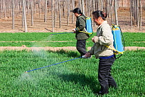 Women wearing no protection, spraying pesticide onto wheat crops near Hangang, northern China, March 2009.