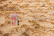 Withered crops dried up during drought, Beijing, China. March 2009.