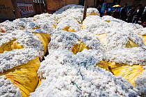 Harvested cotton bundles, this crop needs large quantities of water. However this image was taken during a very severe drought. northern China. March 2009.