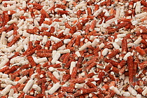 Maize (Zea mays) husks that are used as a renewable fuel to burn on household stoves, northern China, March 2009.