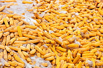 Maize drying, during drought which caused food shortage, Heilongjiang Province, northern China. March 2009