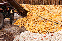 Maize drying, during drought which caused food shortage, Heilongjiang Province, northern China. March 2009.