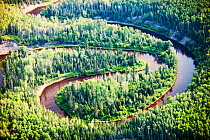 Boreal forest  near Fort McMurray, Northern Alberta, Canada, August 2012.