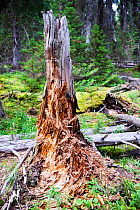 Rotting tree stump in forest in Johnsons Canyon in the Banff National Park, Canadian Rockies, Canada, August 2012.