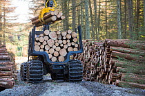 Truck hauling freshly cut timber for biofuel in Grizedale forest, Lake District, England, UK, May 2013.