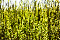 E.ON's biofuel power station in Lockerbie, Scotland with Willow trees (Salix sp,) planted as a biofuel crop. The power station is fuelled 100 by wood sourced from local woodlands and generates enough...