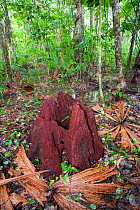 Rotting tree stump in  Daintree rainforest, northern Queensland, Australia,  the oldest continuously forested rainforest area on the planet.