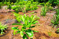 Trees planted by the Australian Rainforest Foundation in the Daintree rainforest. Queensland, Australia, February 2010.