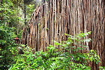 The Curtain Fig Tree, a massive Green fig tree (Ficus virens) in the Daintree Rainforest on the Atherton Tablelands, Queensland, Australia.