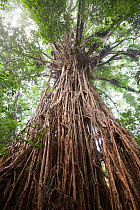 The Cathedral Fig Tree, a massive Green fig tree (Ficus virens) in the Daintree Rainforest on the Atherton Tablelands, Queensland, Australia. February.