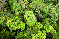 Forest canopy of the Daintree rainforest in northern Queensland, Australia. February 2010.
