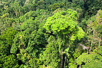 Forest canopy of the Daintree rainforest in northern Queensland, Australia, February 2010.