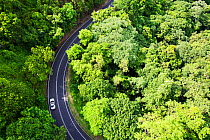 Road running through the forest canopy of the Daintree rainforest in northern Queensland, Australia, February 2010.