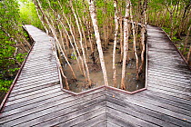 Mangrove swamp at high tide in Cairns with board walk, Queensland, Australia, February 2010.