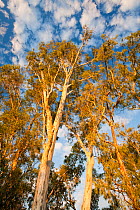 Red gum trees (Eucalyptus camaldulensis) growing along the banks of the Murray River. During the drought 1996-2011  75% of the Red gums are either dead or dying. Victoria, Austria, February.