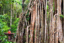 The Curtain Fig Tree, a massive Green fig tree (Ficus virens) in the Daintree Rainforest on the Atherton Tablelands, Queensland, Australia.