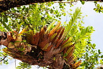Epiphytic ferns in the Daintree rainforest, North Queensland, Australia,  the oldest continuously forested rainforest area on the planet.