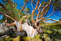 Snow Gum trees in the Snowy Mountains, Australia. February 2010. These hardy Eucalyptus trees grow very slowly around 5000 feet in the mountains.