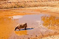 Cow drinking from nearly dried up watering hole on a farm near Shepperton, Victoria, Australia. Victoria and New South Wales suffered a drought which lasted between 1996-2011. February 2010.
