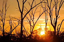 Red Gum trees are iconic Australian trees that grow along the banks of the Murray River. They rely on a regular flood cycle to survive. The unprecedented drought of the last 15 years has lead to low r...