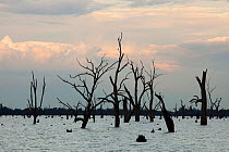 Lake Mulwala at Yarrawonga was created when the Murray River was dammed to provide irrigation water for surrounding farmland. The drought which lasted between 1996-2011 meant that the trees that were...