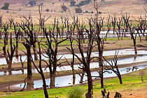 Lake Hume, the largest reservoir in Australia during the drought which lasted from 1996-2011.  In this image the water was at at 19.6% capacity, but at its worse point it was at 2.1% New South Wales,...